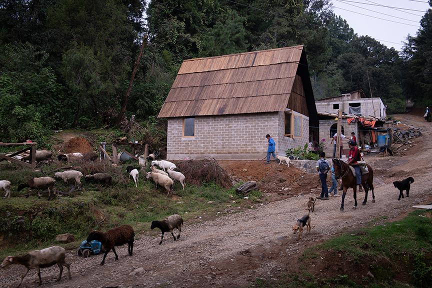 Exterior of house surrounded by farm animals 