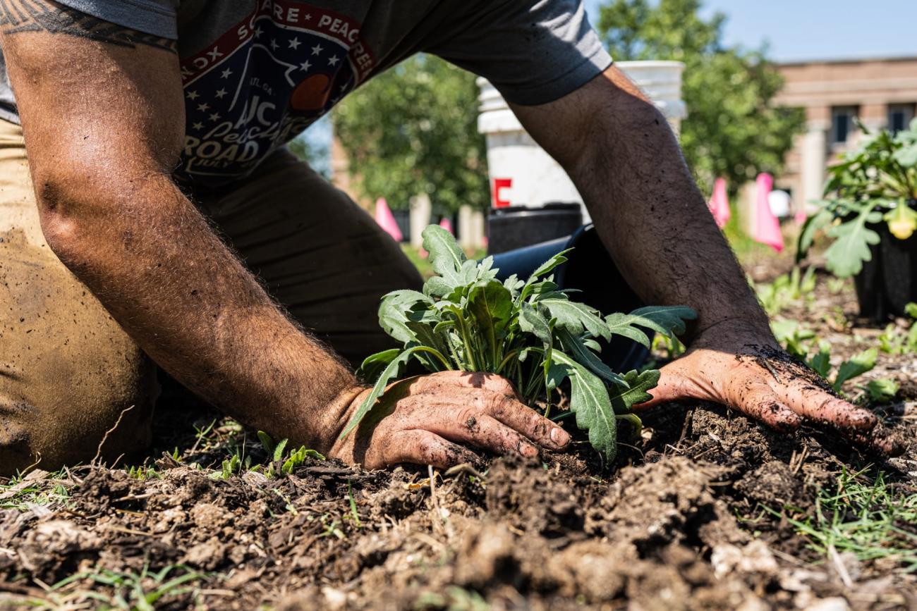 Photo of hands planting flower