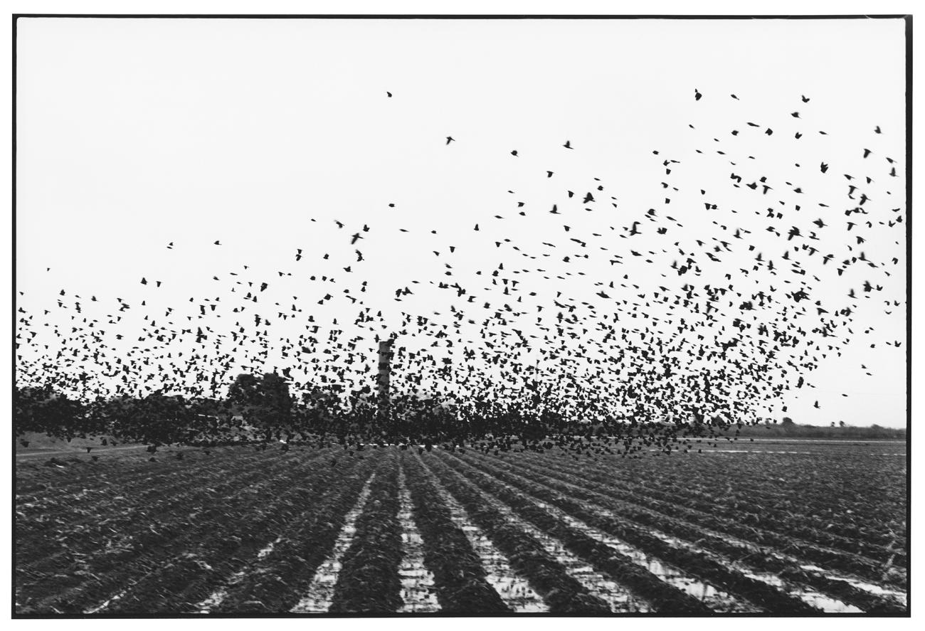 Dispersing flock of birds over a field