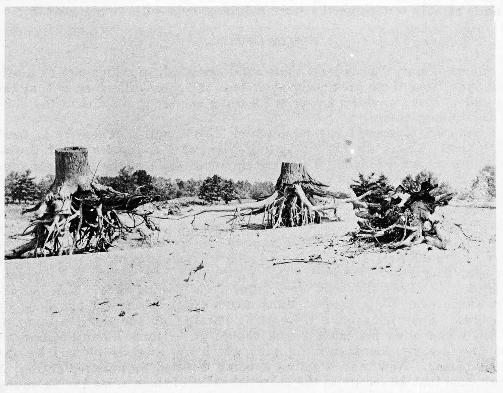 1906_Reforestation of Souther Ontario
